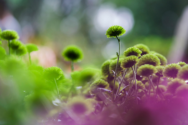 Beautiful green chrysanthemum Stock Photo