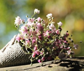 Beautiful gypsophila Stock Photo