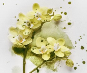 Beautiful orchids Stock Photo