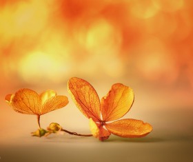 Beautiful petals Stock Photo