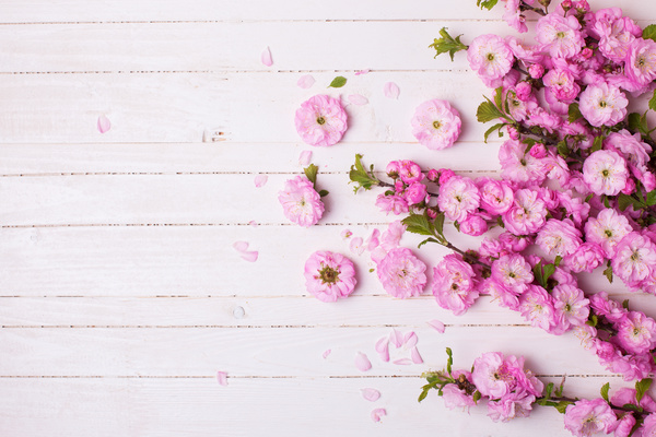 real pink flower backgrounds