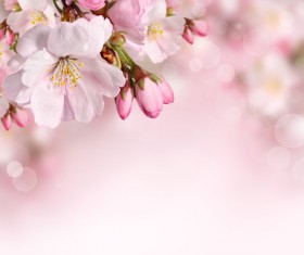 Beautiful pink flowers HD picture