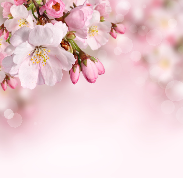 Beautiful pink flowers HD picture