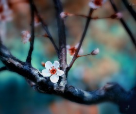Beautiful plum blossoms Stock Photo