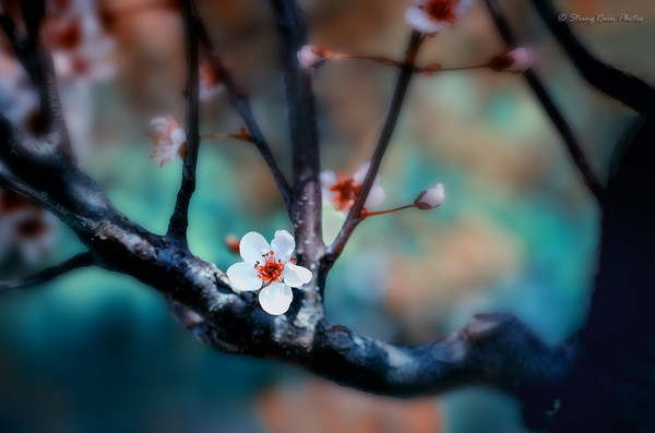 Beautiful plum blossoms Stock Photo