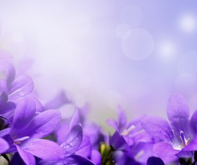 Beautiful purple flower HD picture