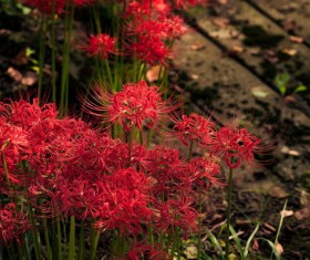 Beautiful red Bana Stock Photo 01