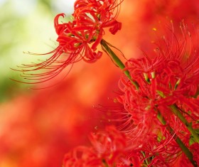 Beautiful red Bana Stock Photo 02