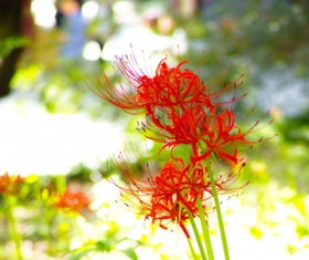 Beautiful red Bana Stock Photo 03