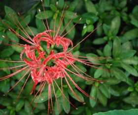 Beautiful red Bana Stock Photo 04