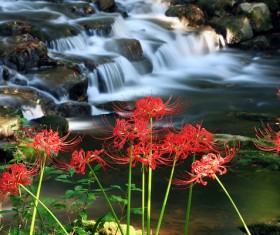 Beautiful red Bana Stock Photo 05