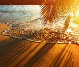 Beautiful sunset beach with coconut trees Stock Photo