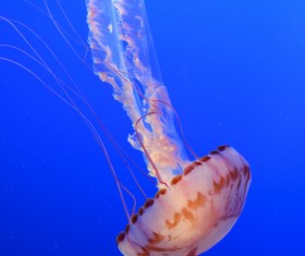 Beautiful tube jellyfish Stock Photo 01