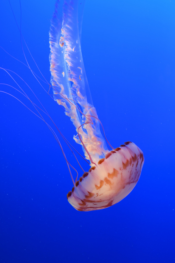 Beautiful tube jellyfish Stock Photo 01
