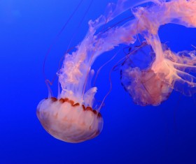 Beautiful tube jellyfish Stock Photo 02