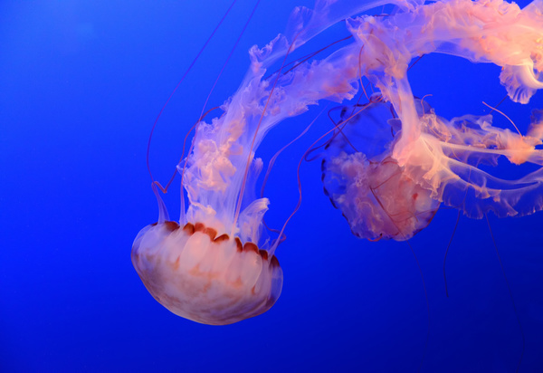 Beautiful tube jellyfish Stock Photo 02