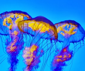 Beautiful tube jellyfish Stock Photo 03