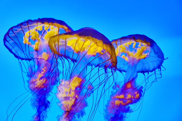 Beautiful tube jellyfish Stock Photo 03