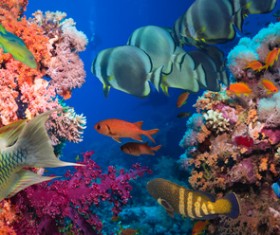 Beautiful underwater world with coral reefs and tropical fish