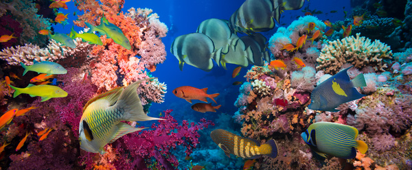 Beautiful underwater world with coral reefs and tropical fish