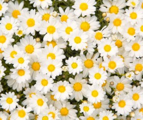 Beautiful white flowers HD picture