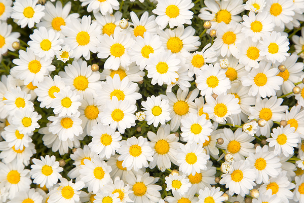 Beautiful white flowers HD picture