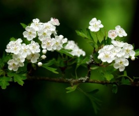 Beautiful white flowers Stock Photo