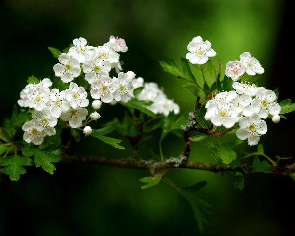 Beautiful white flowers Stock Photo free download
