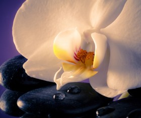 Beautiful white orchid, petal Stock Photo