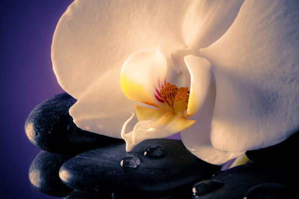 Beautiful white orchid, petal Stock Photo