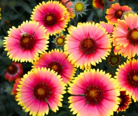 Beautiful wild chrysanthemum Stock Photo