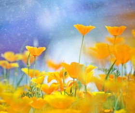 Beautiful yellow wildflowers HD picture