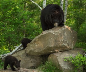 Black bear and cub Stock Photo