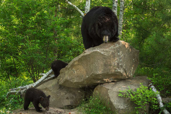 Black bear and cub Stock Photo
