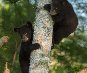 Black bear cubs climbing trees Stock Photo