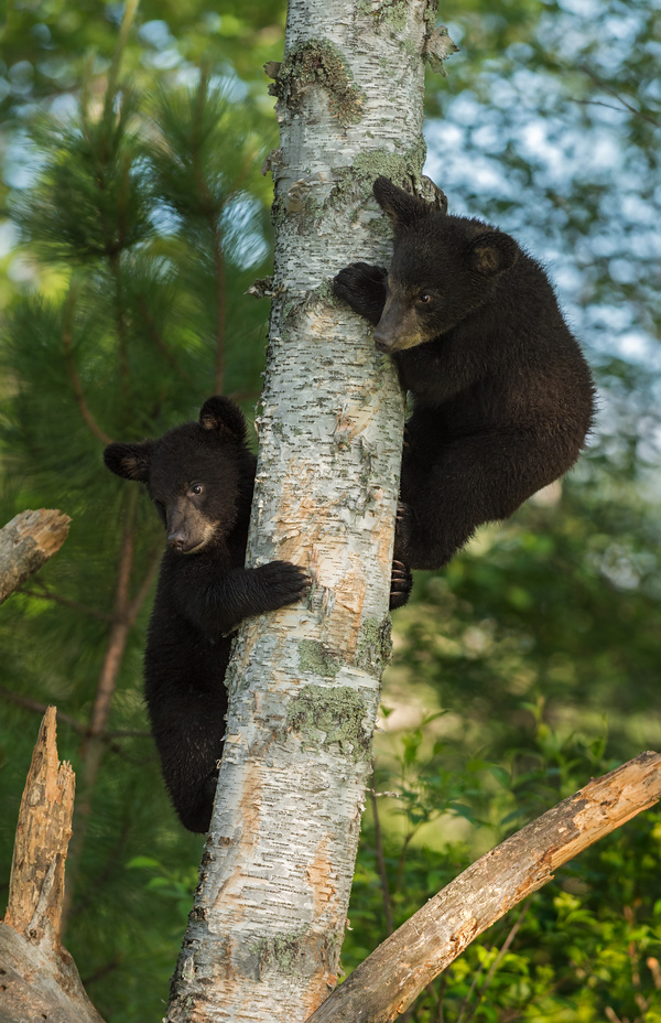 Black bear cubs climbing trees Stock Photo