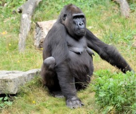 Black gorillas Stock Photo