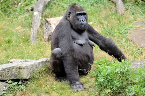 Black gorillas Stock Photo