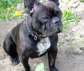 Black little bulldog Stock Photo