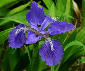 Blue Iris Stock Photo