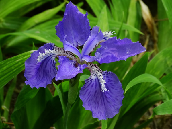 Blue Iris Stock Photo