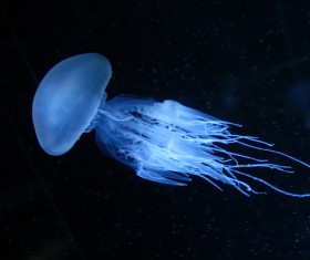 Blue jellyfish Stock Photo