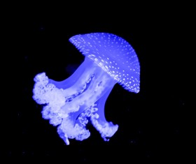 Blue pearl jellyfish Stock Photo