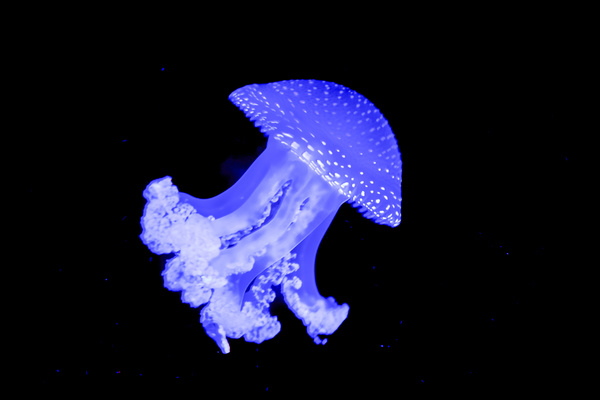 Blue pearl jellyfish Stock Photo