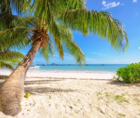 Blue sky on the beach with sloping coconut trees HD picture 01