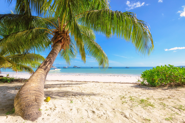 Blue sky on the beach with sloping coconut trees HD picture 01