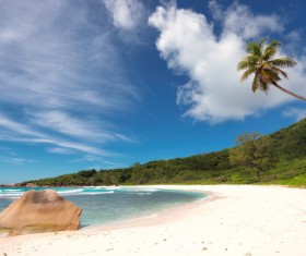 Blue sky on the beach with sloping coconut trees HD picture 02