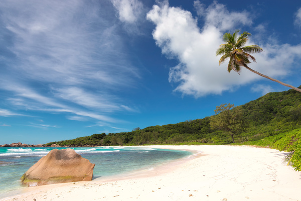 Blue sky on the beach with sloping coconut trees HD picture 02