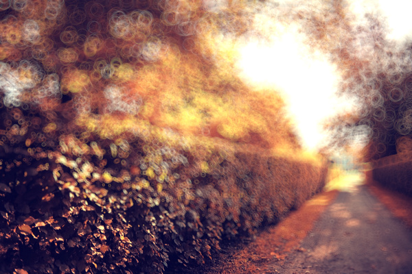 Blurred autumn scenery Stock Photo