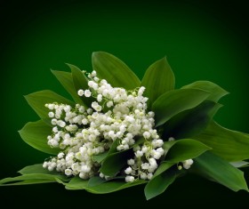 Bouquet of bellflowers Stock Photo